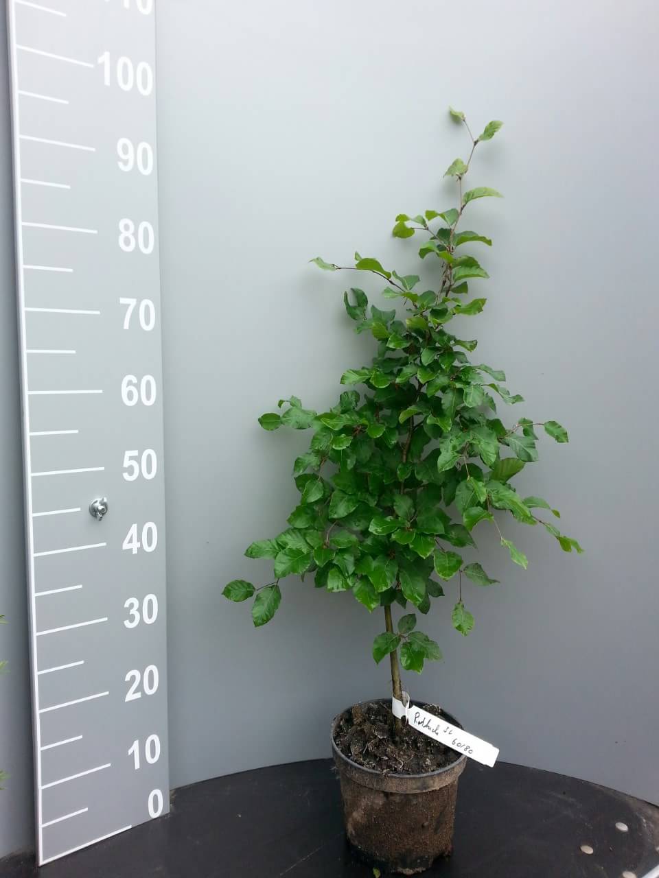 Rotbuche (Fagus sylvatica) Topf/Container/Quickpot online kaufen bei HS  Baum