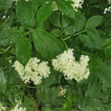 Lade das Bild in den Galerie-Viewer, Schwarzer Holunder (Sambucus Nigra) - HSBaum
