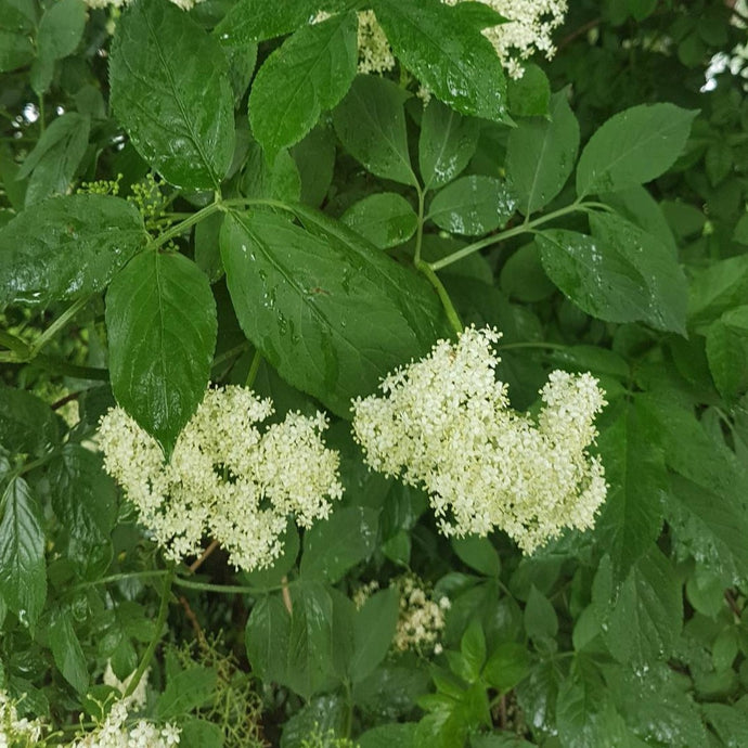 Schwarzer Holunder (Sambucus nigra) Topf bzw Containerpflanze - HSBaum