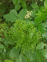 Load image into Gallery viewer, Schwarzer Holunder (Sambucus nigra) Topf bzw Containerpflanze - HSBaum

