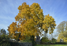 Lade das Bild in den Galerie-Viewer, Schuppenrinden-Hickory (Carya ovata) Topf
