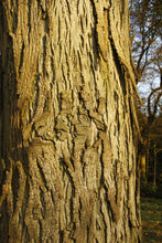 Lade das Bild in den Galerie-Viewer, Schuppenrinden-Hickory (Carya ovata) Topf
