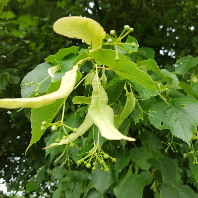 Winterlinde - Tilia cordata Weichwandcontainer - HSBaum