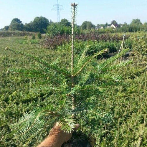 Weisstanne (Abies alba) Weichwandcontainer - HSBaum GmbH