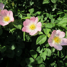 Lade das Bild in den Galerie-Viewer, Hundsrose, Gemeine Heckenrose (Rosa Canina) - HSBaum
