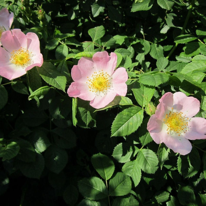 Hundsrose, Gemeine Heckenrose (Rosa Canina) - HSBaum