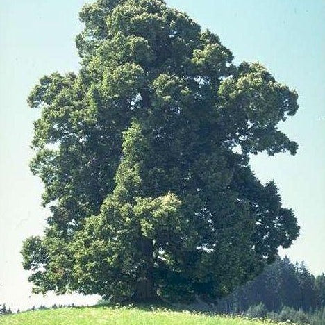 Winterlinde - Tilia cordata - HSBaum