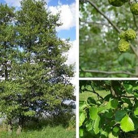 Schwarzerle (Alnus glutinosa) Roterle - HSBaum