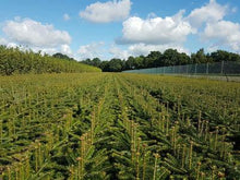 Lade das Bild in den Galerie-Viewer, Nordmanntanne (Abies nordmanniana) - HSBaum
