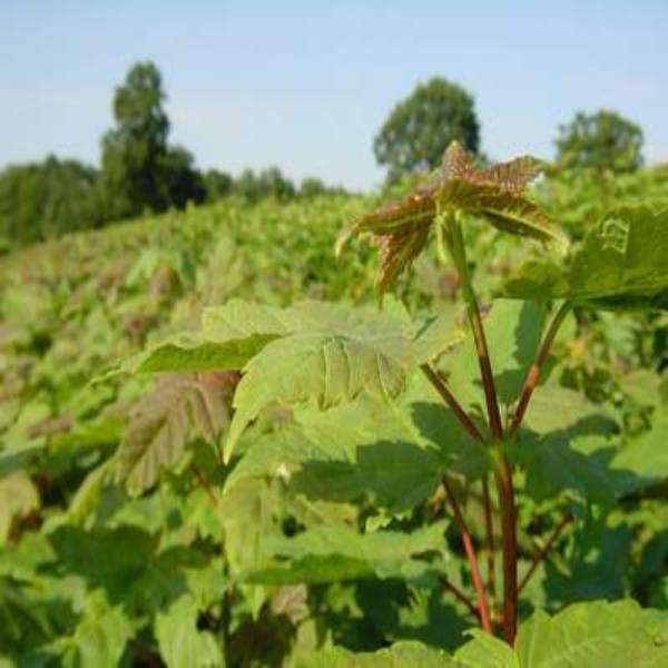 Bergahorn (Acer pseudoplatanus) - HSBaum