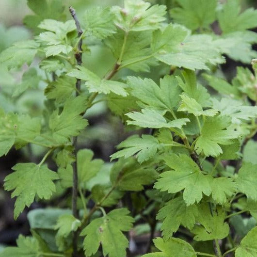 Wilde Johannisbeere, Alpenjohannisbeere (Ribes alpinum) - HSBaum