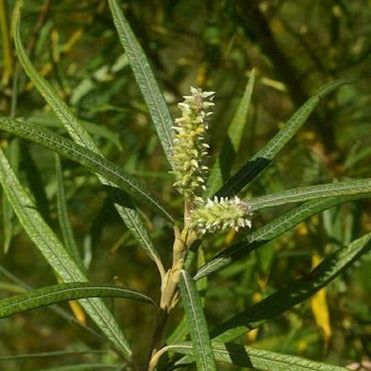 Korbweide (Salix viminalis) - HSBaum