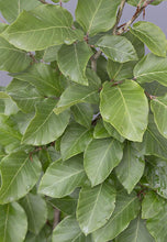 Load image into Gallery viewer, Rotbuche (Fagus sylvatica) - HSBaum
