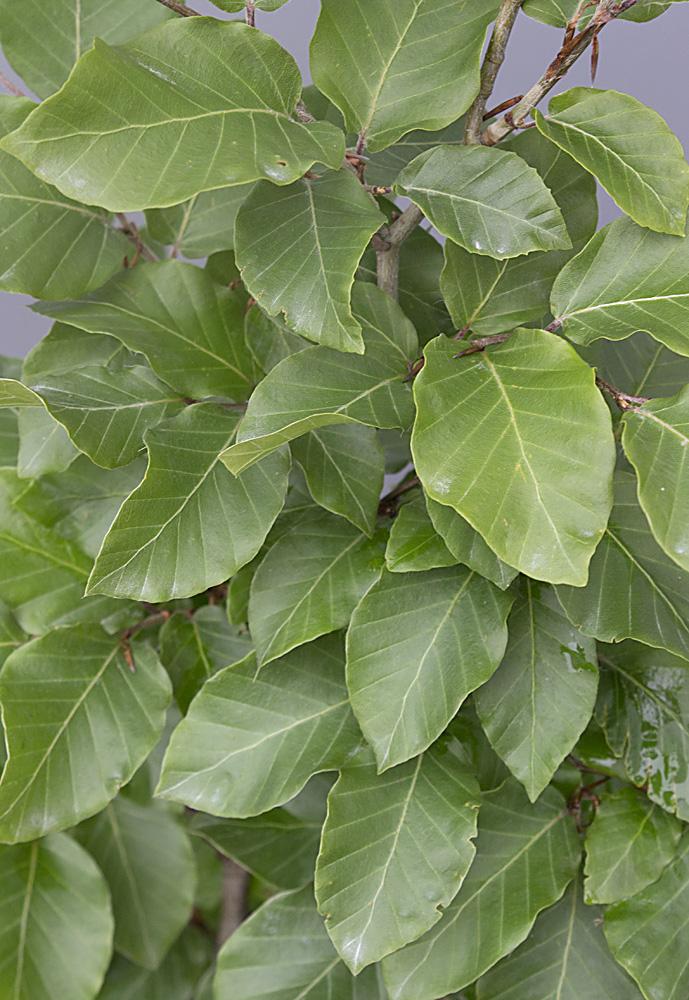 Rotbuche (Fagus sylvatica) online kaufen bei HS Baum | HSBAUM.de  HSBaum  GmbH