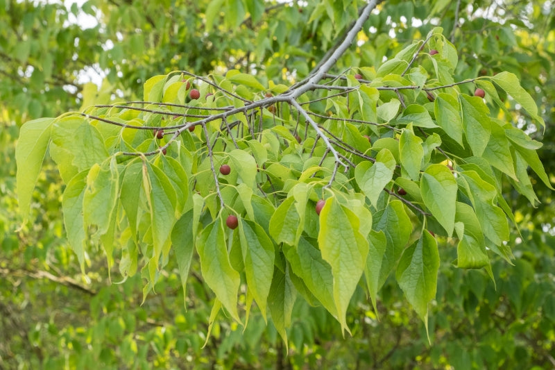 Amerikanischer Zürgelbaum (Celtis occidentalis)