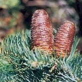 Load image into Gallery viewer, Silbertanne, Koloradotanne (Abies concolor) - HSBaum
