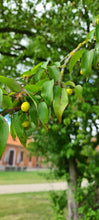 Lade das Bild in den Galerie-Viewer, Kornellkirsche (Cornus mas) - HSBaum
