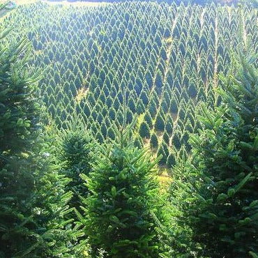 Küstentanne (Abies grandis) - HSBaum