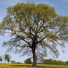 Lade das Bild in den Galerie-Viewer, Stieleiche (Quercus robur) - HSBaum
