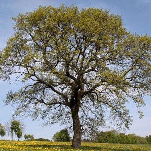 Stieleiche (Quercus robur) - HSBaum