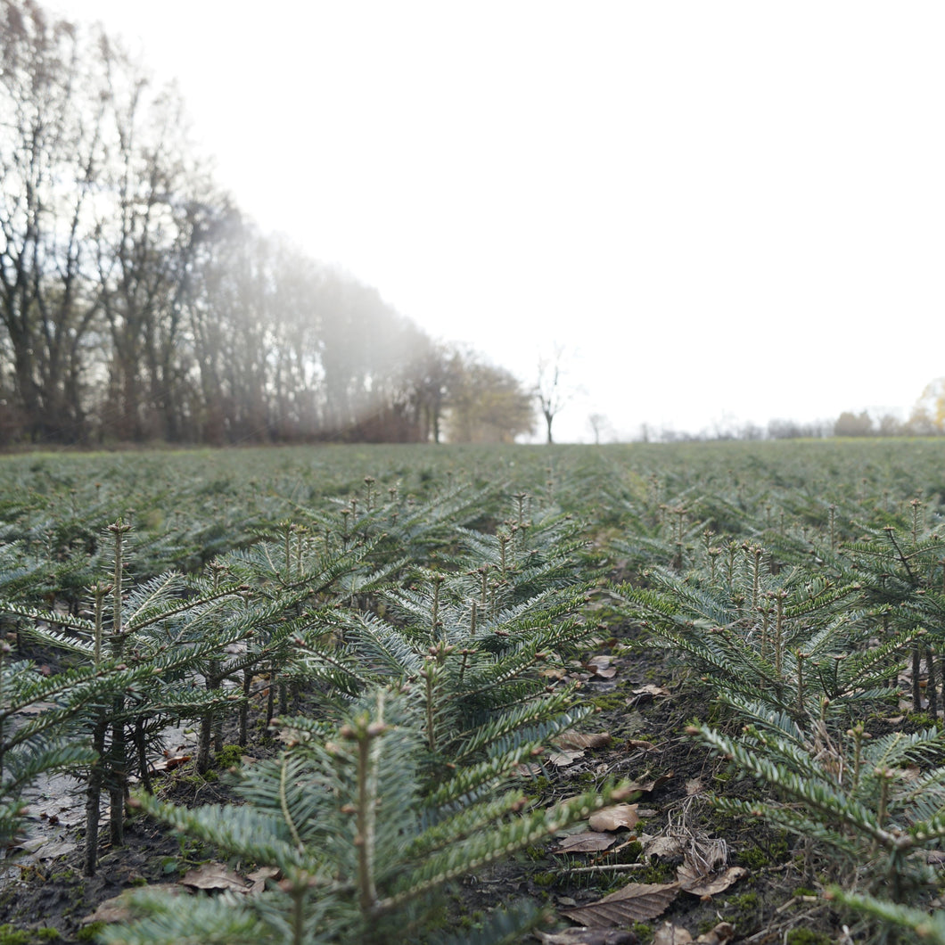 Weisstanne (Abies alba) - HSBaum