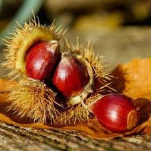 Lade das Bild in den Galerie-Viewer, Esskastanie, Marone (Castanea sativa) - HSBaum
