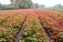 Lade das Bild in den Galerie-Viewer, Roteiche (Quercus rubra) - HSBaum
