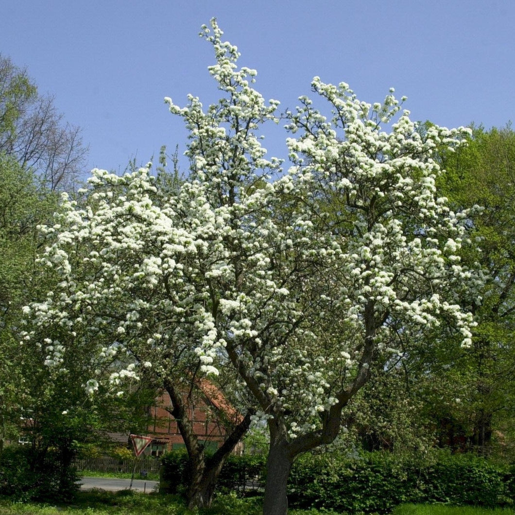 Kultur-Birne Wildbirne (Pyrus communis) - HSBaum