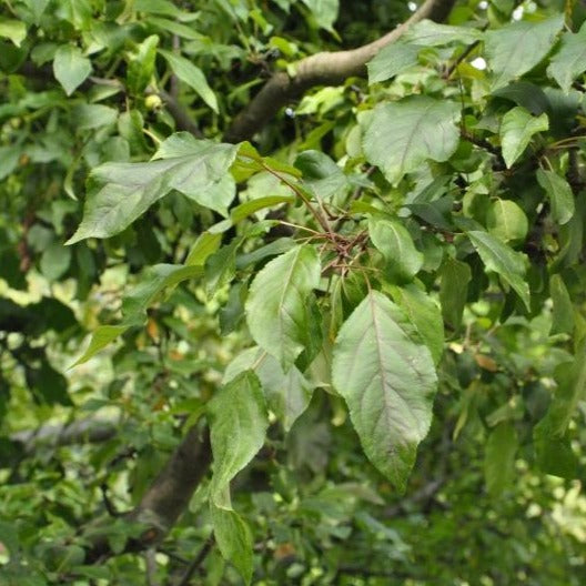 Holzapfel, europäischer Wildapfel (Malus sylvestris) - HSBaum