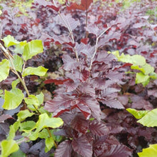 Lade das Bild in den Galerie-Viewer, Blutbuche ( Fagus sylvatica Purpurea )
