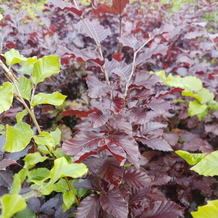 Blutbuche ( Fagus sylvatica Purpurea )