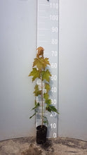 Lade das Bild in den Galerie-Viewer, Spitzahorn (Acer platanoides) Weichwandcontainer
