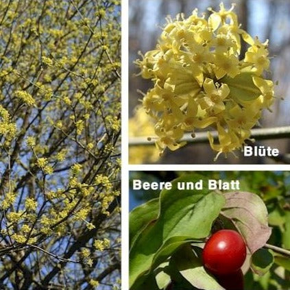 Kornellkirsche (Cornus mas) - HSBaum