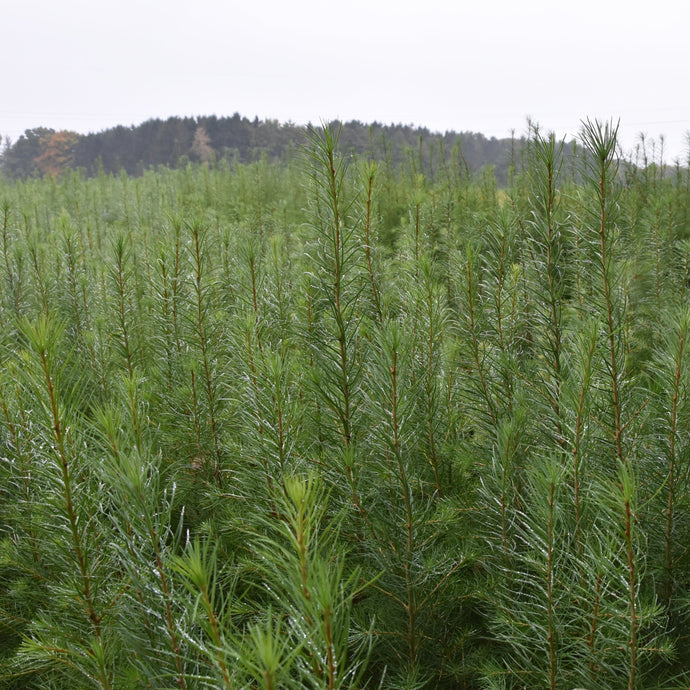 Europäische Lärche (Larix decidua) - HSBaum