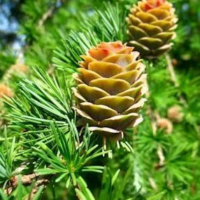 Japanische Lärche (Larix kaempferi) - HSBaum