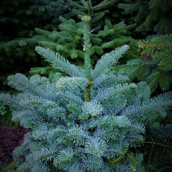 Pazifische Edeltanne, Nobilis-Tanne (Abies procera - nobilis) - HSBaum