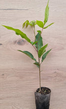 Lade das Bild in den Galerie-Viewer, Pekannuss (Carya illinoinensis) Topf
