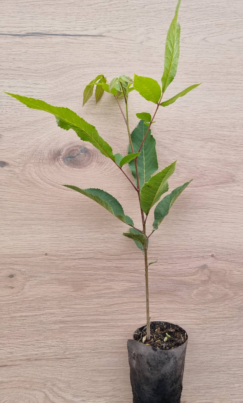 Pekannuss (Carya illinoinensis) Topf