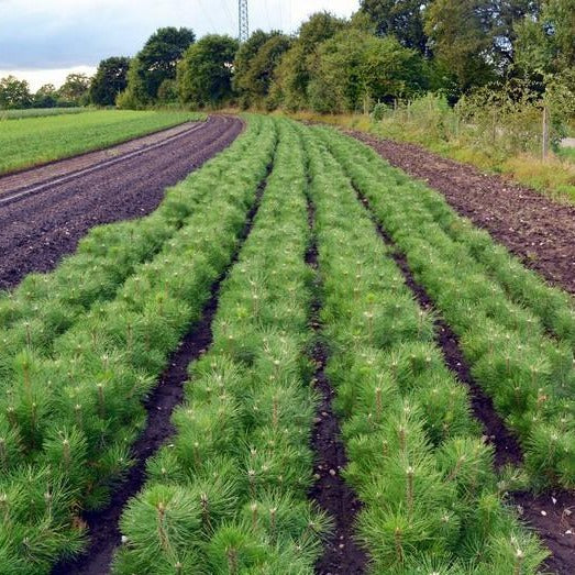 Kiefer/Föhre (Pinus sylvestris) - HSBaum