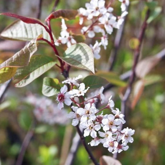 Früh blühende Traubenkirsche (Prunus padus) - HSBaum