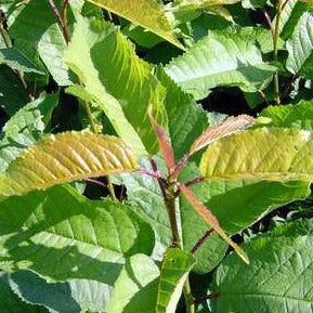 Vogelkirsche (Prunus avium) Weichwandcontainer - HSBaum