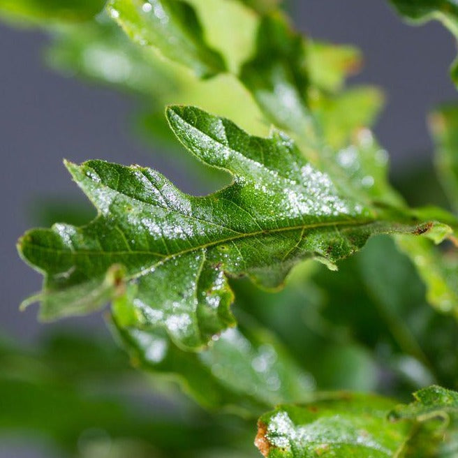 Zerreiche (Quercus cerris) - HSBaum