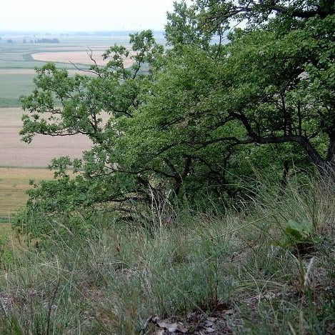 Flaumeiche (Quercus pubescens) - HSBaum