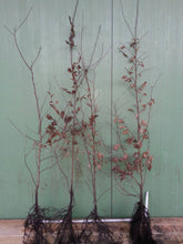Lade das Bild in den Galerie-Viewer, Hainbuche, Weißbuche (Carpinus betulus) - HSBaum
