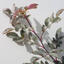 Load image into Gallery viewer, Blaue Hechtrose (Rosa glauca) - HSBaum
