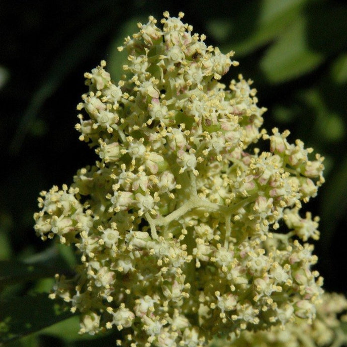 Trauben-Holunder (Sambucus racemosa) - HSBaum