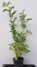 Load image into Gallery viewer, Schwarzer Holunder (Sambucus nigra) Topf bzw Containerpflanze - HSBaum

