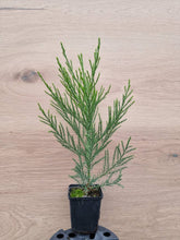 Load image into Gallery viewer, California mountain sequoia (Sequoiadendron giganteum) pot/container plant
