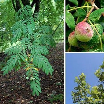 Speierling sorbus domestica