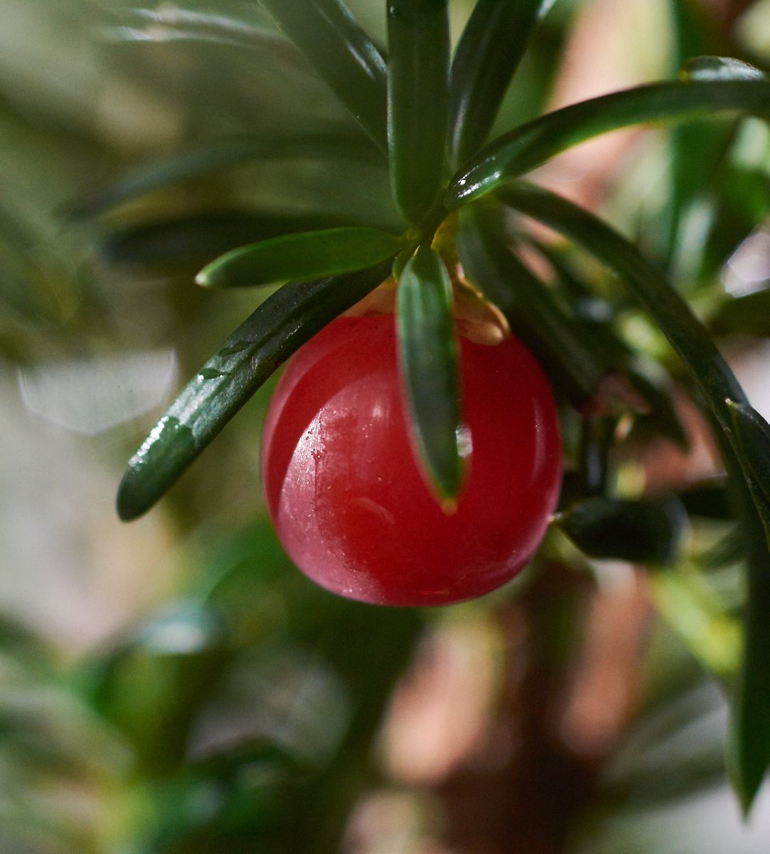 Gemeine Eibe (Taxus baccata) online kaufen bei HS Baum